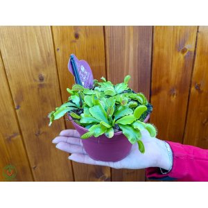 Mucholapka podivná (Dionaea muscipula) - Ø 15 cm, kont. C1L 